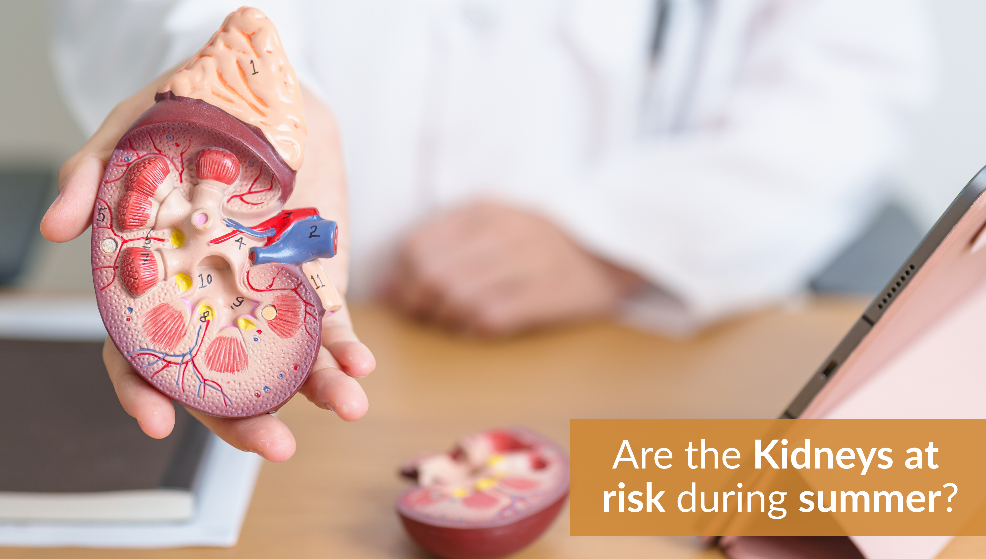 Are the Kidneys at risk during summer?